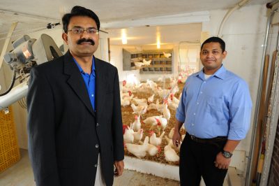 Kumar Venkitanarayanan, professor of animal science and Anup Kollanoor Johny, a postdoctoral fellow in animal science, with chickens