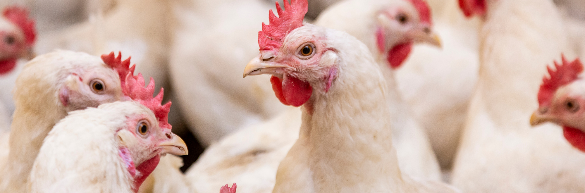 banner photo of poultry